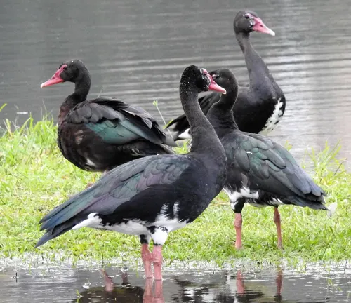 Four black and white birds, known as Spur-winged Geese, standing together in the water.
