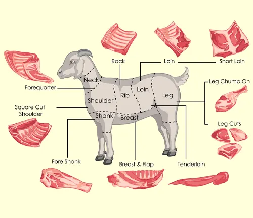 Illustration of a goat with labeled body parts. Meat Quality "Kiko Goat".