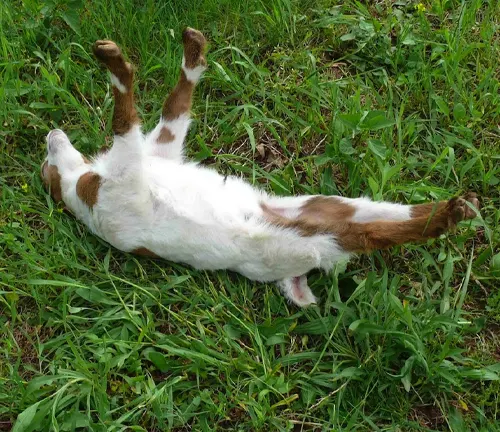  A playful brown and white Goat rolling around in the grass, reminiscent of a "Fainting Goat".