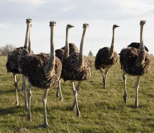 Ostriches walking in a field, showcasing the social structure of the "Common Ostrich".