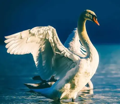  Swan with wings spread out on water, "Mute Swan"