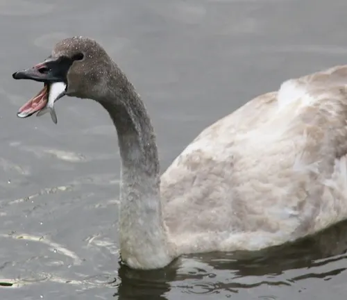 A Trumpeter Swan gracefully glides on water, its long neck extended as it feeds on aquatic plants.