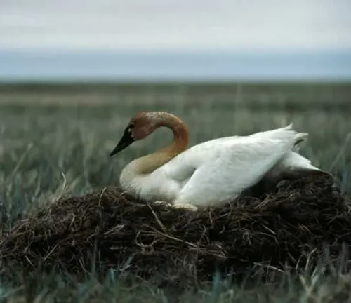Tundra Swan nesting behavior: A pair of swans building a nest on the ground, surrounded by tall grass and water.