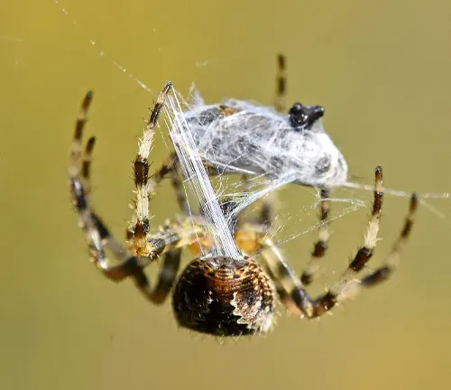 Spider with web on its back, known as an Orb-weaver Spider, showcasing its unique feeding habits.