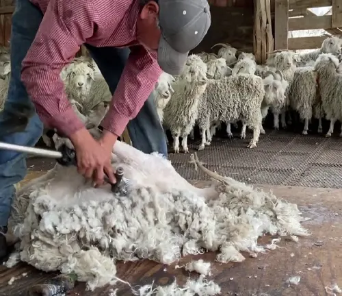 person in a red checkered shirt shearing an Angora goat in a barn
