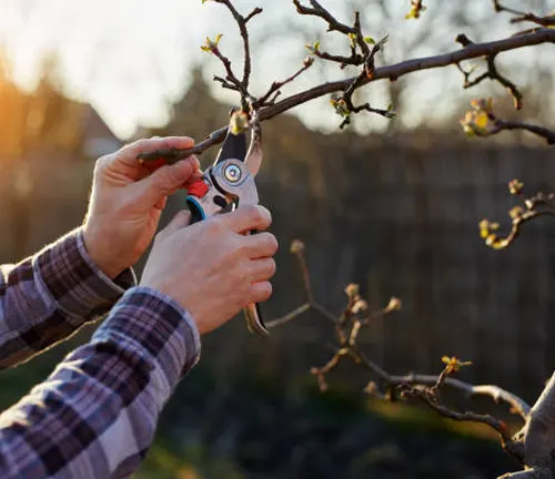 A person pruning an apple tree branch