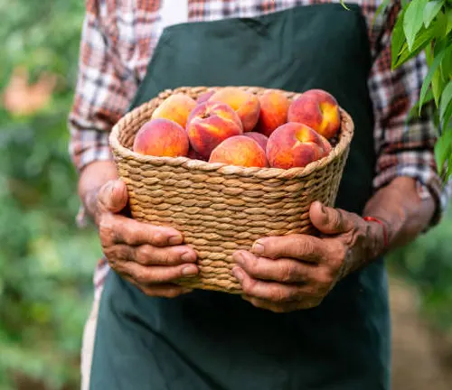 Person in a plaid shirt and green apron holding a basket of ripe peaches