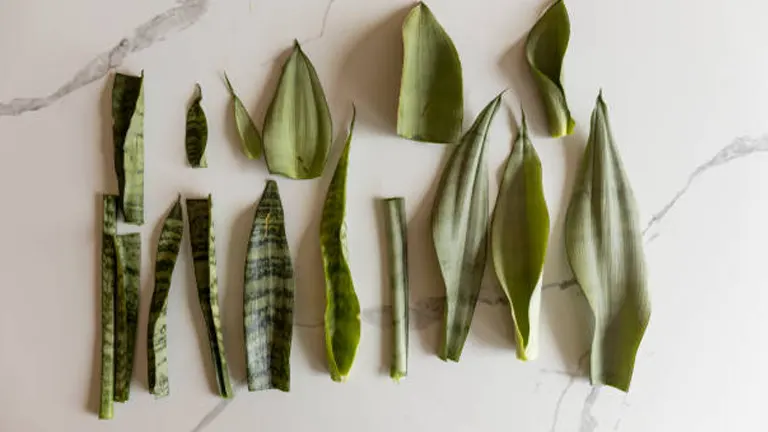 Assorted cut snake plant leaves arranged on a marble surface, ready for propagation.