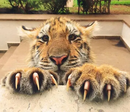 A Bengal tiger cub with its paws resting on a ledge.