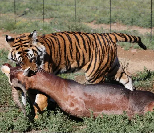 A captive Indochinese tiger devouring a deer within an enclosure.