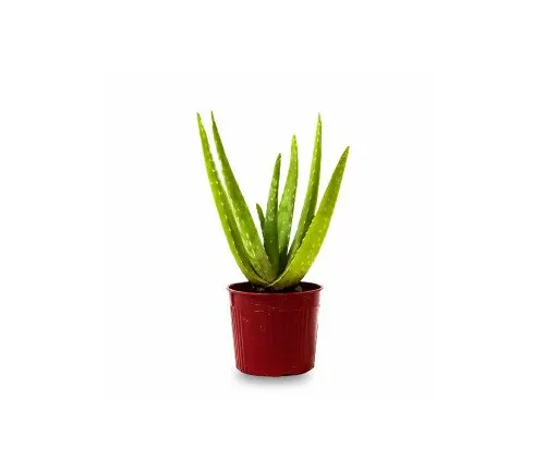 Aloe Vera (Aloe Barbadensis Miller)