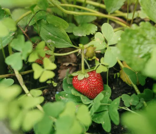 A ripe strawberry nestled among green leaves on the ground, ready for picking.