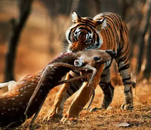 A Malayan tiger devouring a deer in the woods, showcasing the natural hunting behavior of this carnivorous species.


