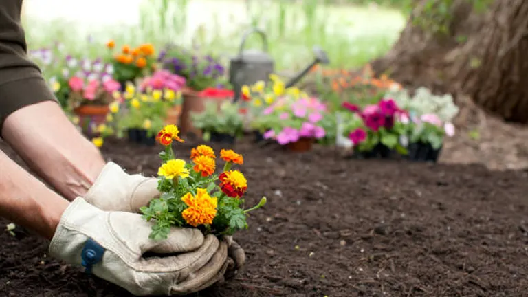 Hands wearing gardening gloves planting marigolds with a variety of colorful flowers and a watering can in the background, set against rich, dark soil.