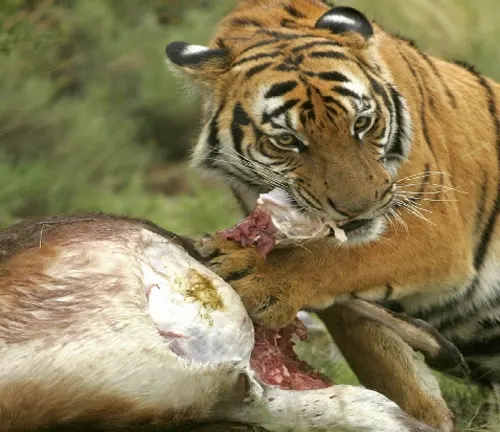 A South China Tiger devouring a deer in its natural habitat.