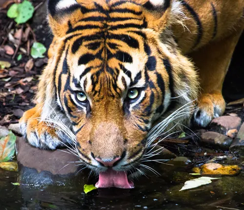 A Sumatran tiger quenches its thirst by drinking water from a pond, showcasing its hunting behavior.