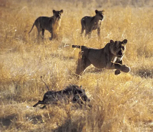 Majestic Asiatic Lions exhibit their stalking and ambush skills as they chase a wildebeest in the savannah.
