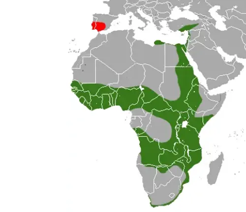 The map displays the African continent, including the geographic range of the Egyptian Mongoose.