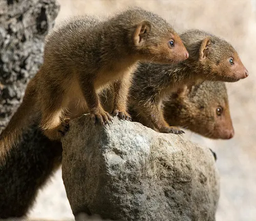 Three banded mongooses standing on a rock, showcasing their social structure and camaraderie.