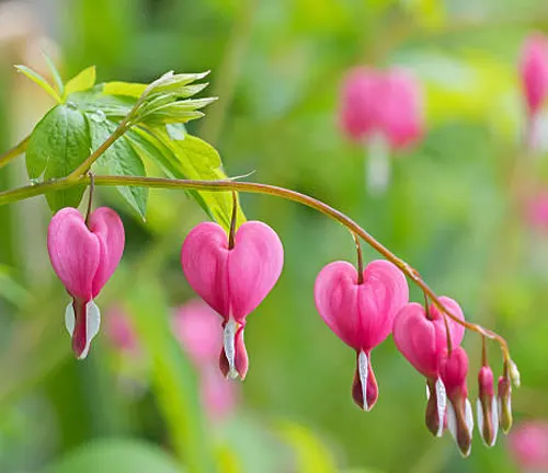 Pink bleeding heart flowers dangling from a stem against a blurred green background.


