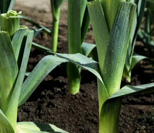 Leek plants with long green leaves emerging from the soil in a garden.