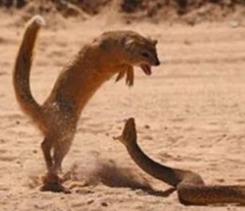 A snake and a small animal engage in a fierce battle on sandy terrain, with meerkats watching closely.