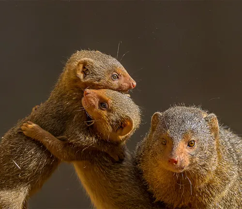 Cooperative Behavior: Dwarf Mongoose standing on hind legs, looking alertly, surrounded by grass and shrubs.