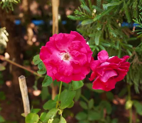Two pink roses in a garden setting