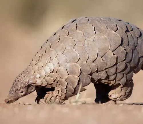 A Chinese pangolin forages as it walks across the dirt, displaying its characteristic behavior.