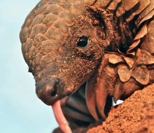 Indian Pangolin eating ants in the forest.