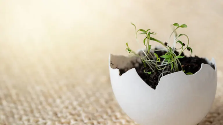 A cracked open white eggshell used as a planter, with delicate green seedlings sprouting from the soil inside, set against a soft, textured background.
