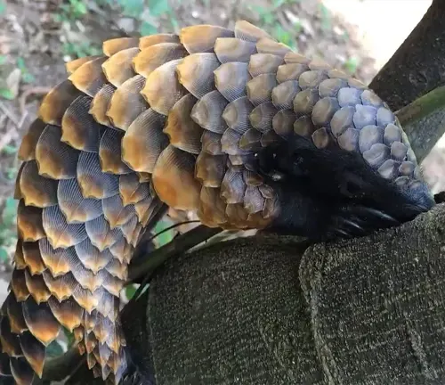 A Black-bellied Pangolin perched on a tree branch, showcasing its arboreal nature and unique appearance.