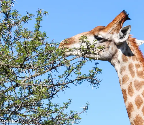 A giraffe standing in a grassy field, reaching its long neck to eat leaves from the top of a tree.