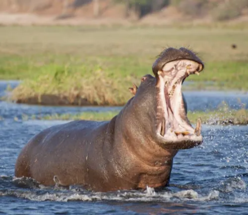 A territorial hippo displaying its open mouth in the water, showcasing its aggressive behavior.
