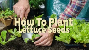 how to plant lettuce seeds