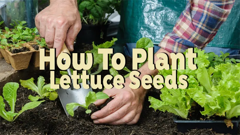 How To Plant Lettuce Seeds: Easy Steps for a Bountiful Harvest