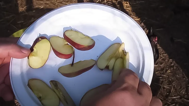 A plate of apple slices being held, ready to be fed to chickens