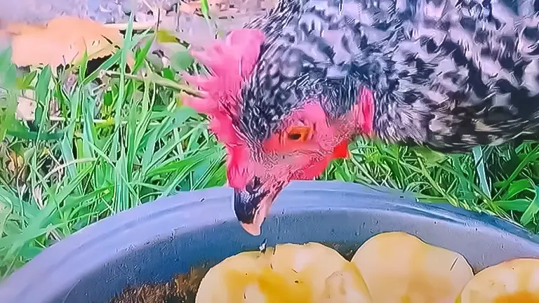 A chicken pecking at apple slices in a bowl