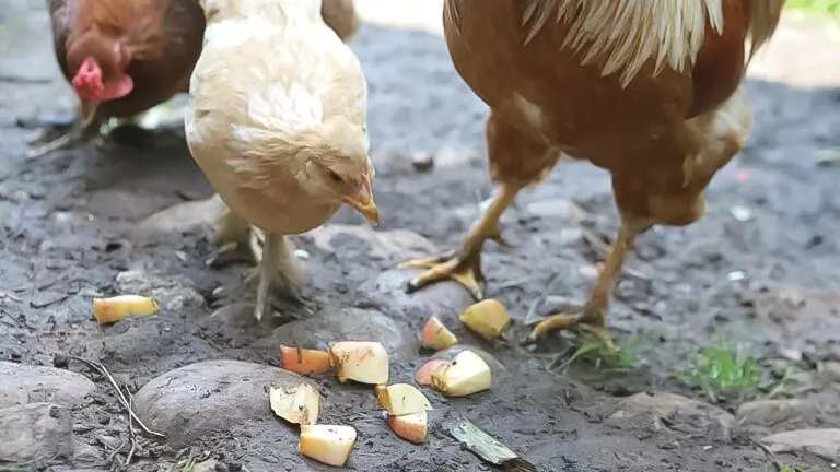 Chickens pecking at chopped apple pieces on the ground