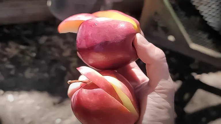 A hand holding a sliced apple, prepared for feeding to chickens