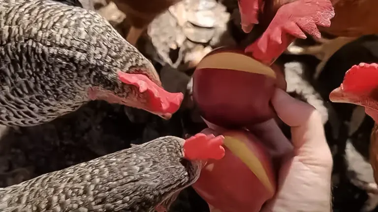 Chickens pecking at an apple held in a person's hand