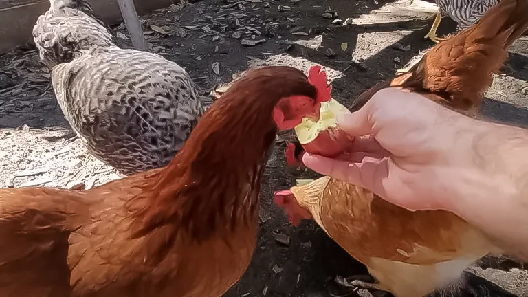 A chicken eating a piece of apple from a person's hand