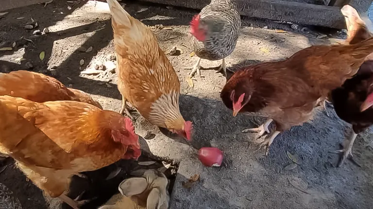 Chickens gathered around and pecking at an apple on the ground