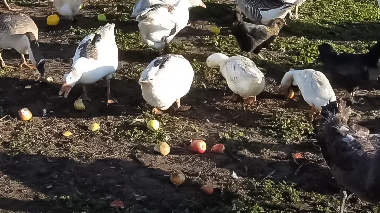 Ducks and chickens foraging on scattered apple pieces on the ground