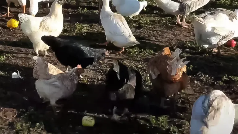 Chickens and ducks foraging with a few apple pieces visible on the ground