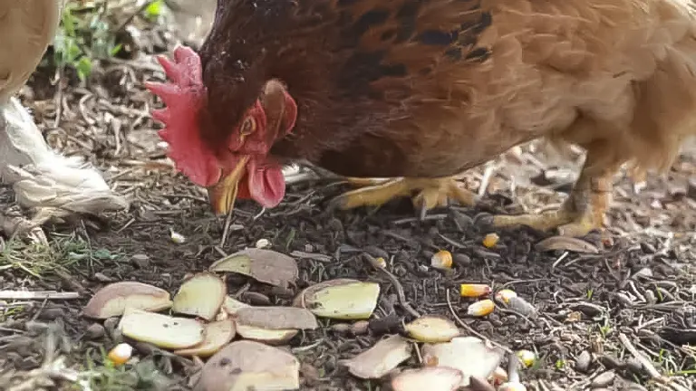 A chicken pecking at sliced sweet potatoes and corn kernels on the ground