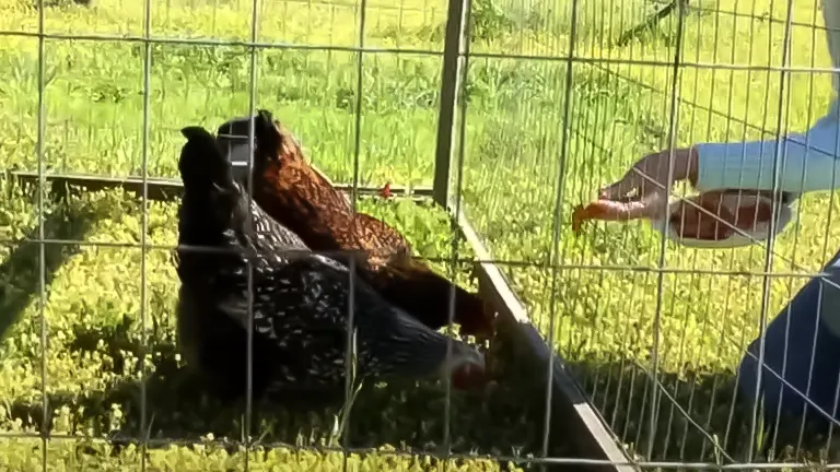 Chickens inside a wire fence being fed sweet potato by a person's hand