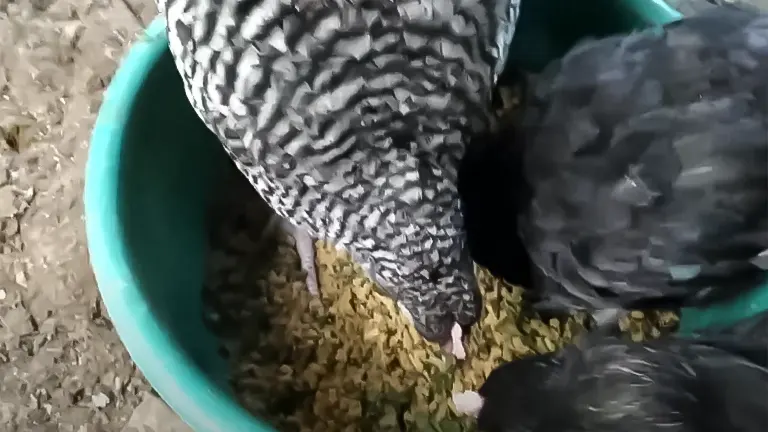 Chickens feeding on a mix of grains and sweet potato pieces in a bowl