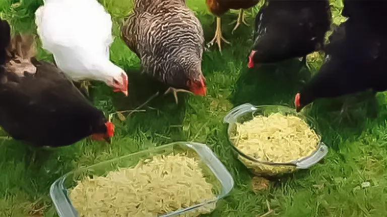 Chickens surrounding dishes of grated sweet potato on the grass