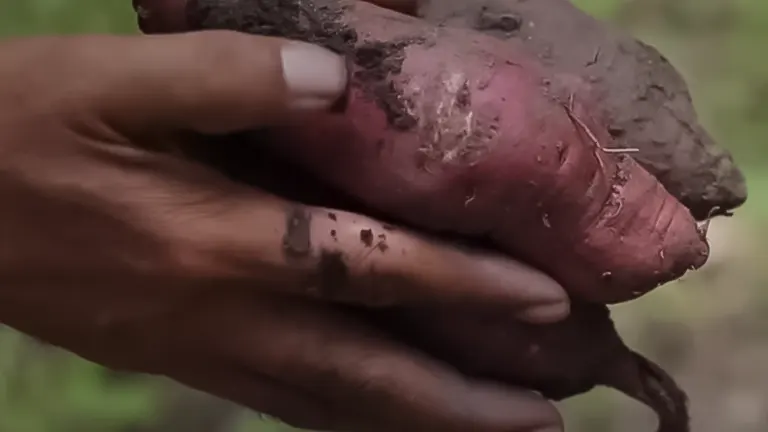 A person's hands holding a freshly harvested, dirt-covered sweet potato